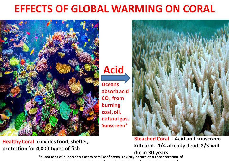 EFFECTS OF GLOBAL WARMING ON CORAL