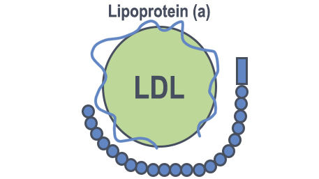 LIPOPROTEIN (a) is LOWERED BY NICOTINIC ACID (a form of niacin), ASPIRIN, and VITAMIN C