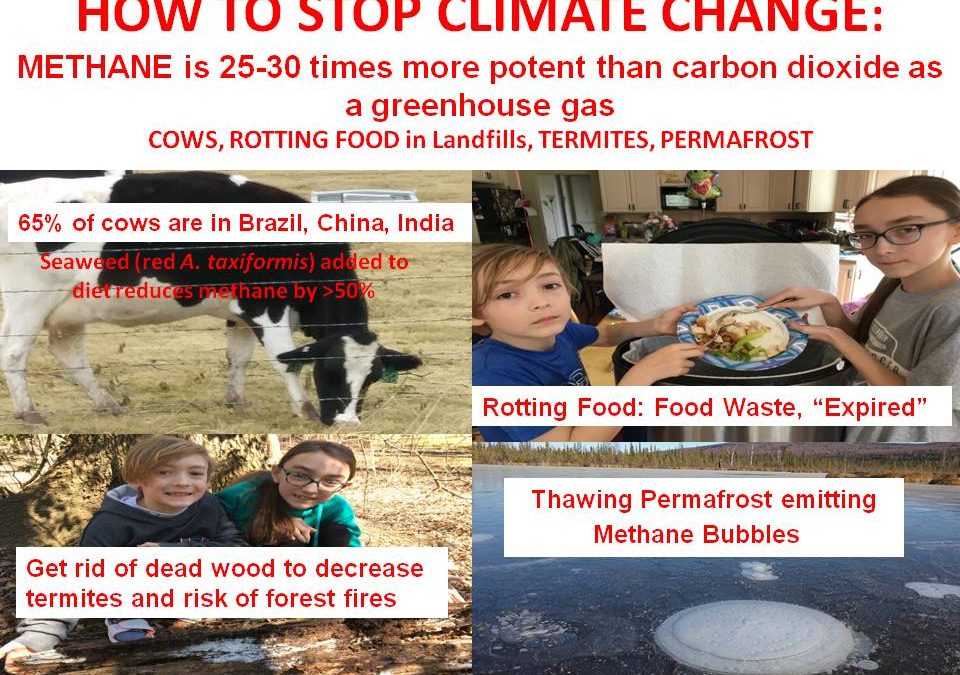HOW TO STOP CLIMATE CHANGE AND BE HEALTHY: COWS, ROTTING FOOD IN LANDFILLS, TERMITES, PERMAFROST
