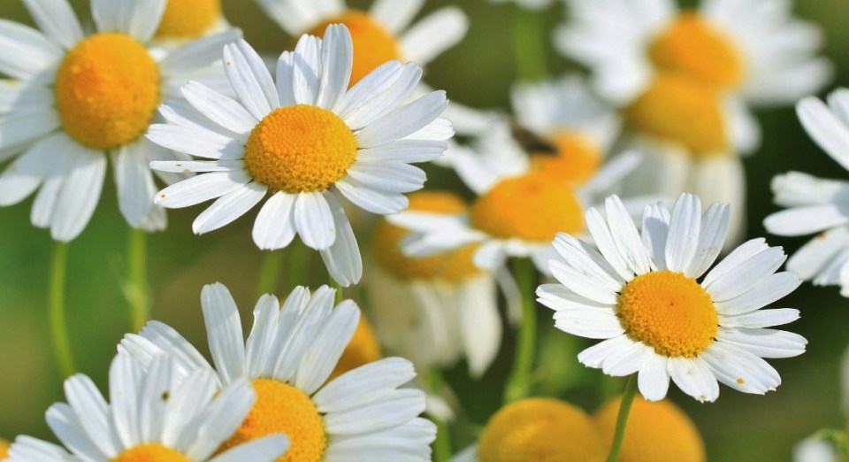 CHAMOMILE REDUCES TESTOSTERONE IN PCOS AND PROSTATE CANCER 